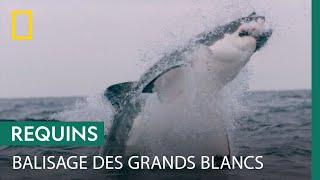 Documentaire Balisage de grands requins blancs devant Seal Island