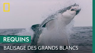 Balisage de grands requins blancs devant Seal Island