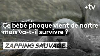 Ce bébé phoque va-t-il survivre ?