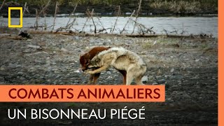Ce bisonneau perdu sur un îlot se retrouve piégé par un loup