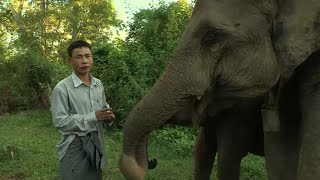 Documentaire Ce guide part à la conquête d’une réserve d’éléphants en Birmanie