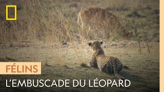 Documentaire Ce léopard attend sa proie en embuscade