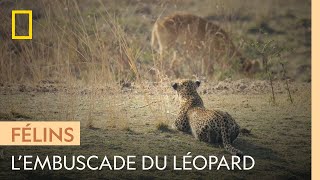 Ce léopard attend sa proie en embuscade