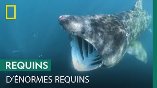 Ces deux requins colossaux sont plus grands et plus lourds que le grand requin blanc