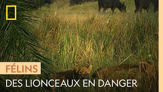Ces lionceaux se retrouvent seuls face à un troupeau de buffles