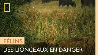 Documentaire Ces lionceaux se retrouvent seuls face à un troupeau de buffles