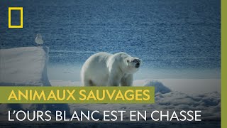 Ces morses se croyaient en sécurité mais ils sont sur le terrain de chasse d’un ours blanc