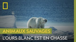 Documentaire Ces morses se croyaient en sécurité mais ils sont sur le terrain de chasse d’un ours blanc