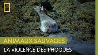 Documentaire Ces phoques se battent pour… s’installer sur un rocher
