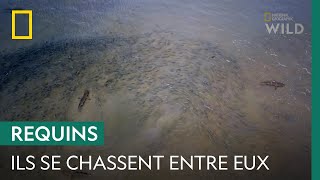 Documentaire Ces requins-bouledogues chassent les requins à pointes noires !