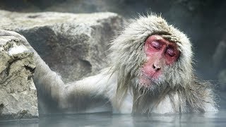 Chill comme un singe des neiges