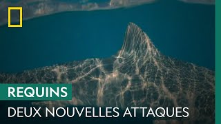 Documentaire Cid Harbour : un requin attaque deux plongeurs