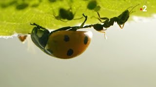 Documentaire Coccinelle VS pucerons VS fourmis