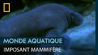 Comment soigner un lamantin de 900 kg ?