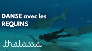 Danse avec les requins