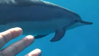 Documentaire Dauphinville : ils vivent au milieu des dauphins