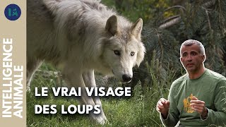 Documentaire Débusquer les mythes et préjugés sur les loups