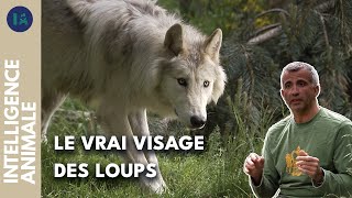 Débusquer les mythes et préjugés sur les loups