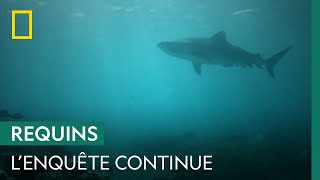 Documentaire Des scientifiques balisent Cid Harbour pour identifier le requin à l’origine des 3 attaques