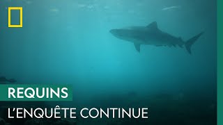 Des scientifiques balisent Cid Harbour pour identifier le requin à l’origine des 3 attaques