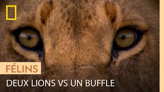 Deux jeunes lions combattent un buffle