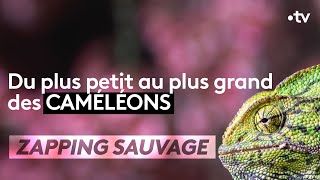 Du plus petit au plus grand des caméléons