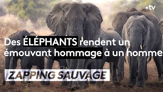 Émouvant : un éléphant rend hommage à un homme décédé
