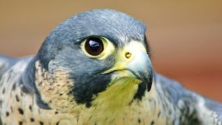 Faucon pèlerin : l'animal le plus rapide du monde