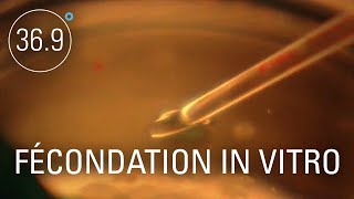 Documentaire Fécondation in vitro : menaces dans l’éprouvette