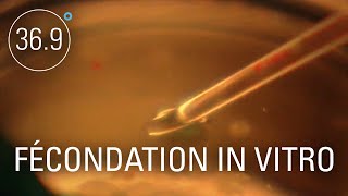 Fécondation in vitro : menaces dans l'éprouvette