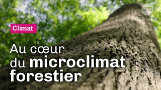Forêts, au cœur d'un refuge climatique