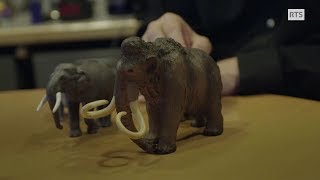 Génétique : pourquoi ressusciter des mammouths ?