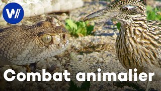 Géocoucou vs. Serpent à sonnette - En chasse avec un oiseau né pour courir