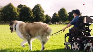 Haatchi et Owen : la plus belle des rencontres !