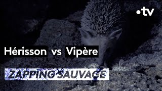 Hérisson VS vipère
