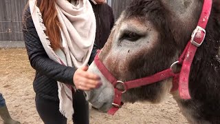 Documentaire Ils adoptent un âne à la SPA