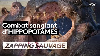 Jeune hippopotame VS mâle dominant