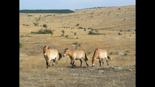 Documentaire Lozère – Le Causse Méjean, dessus, dessous