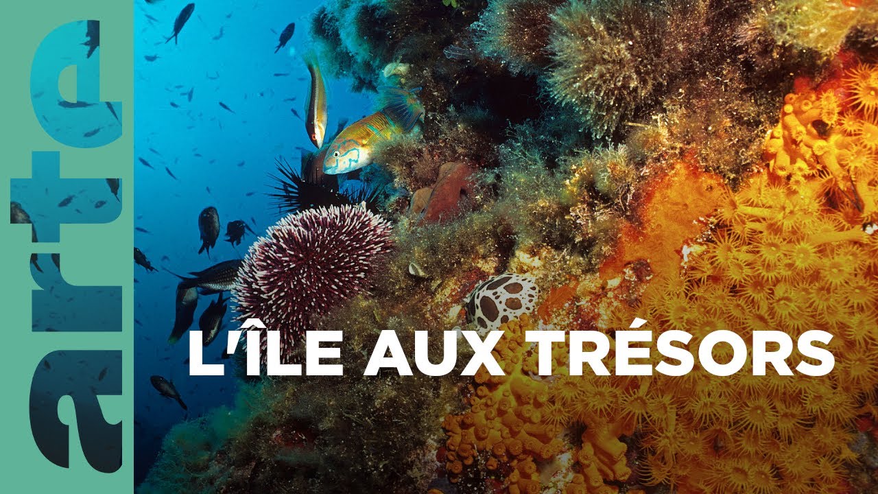 La Corse, les trésors des fonds marins | La France sauvage