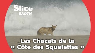 La Côte Namibienne, un refuge pour les Chacals