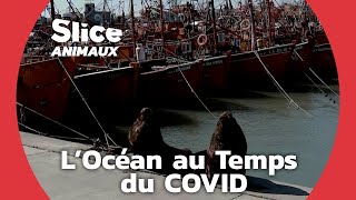 La pollution sonore: une menace pour la vie marine