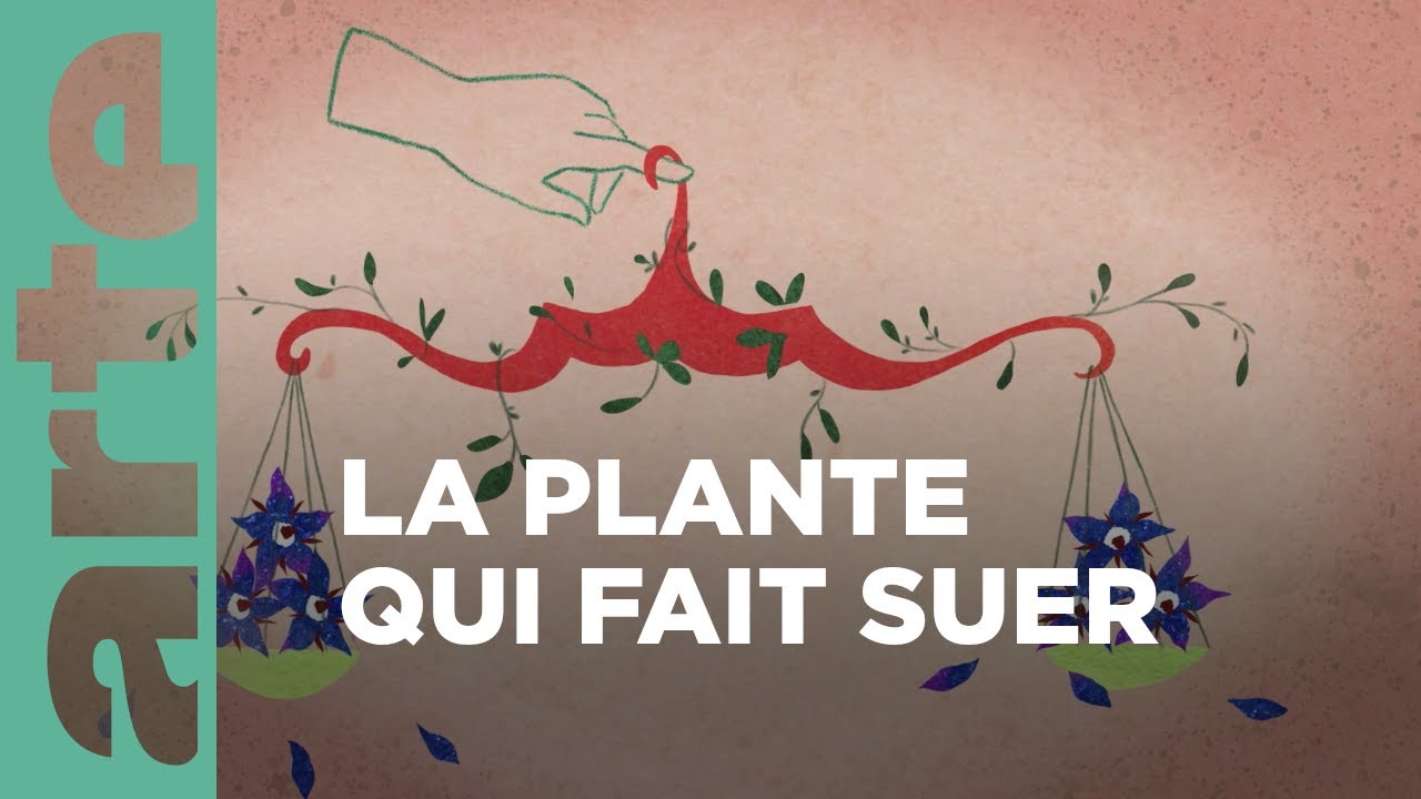 La bourrache officinale | Chroniques végétales