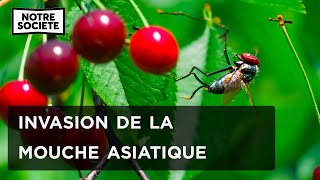 La cerise en danger