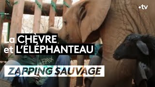 La chèvre et l'éléphanteau