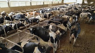 La face cachée des yaourts fermiers de la grande distribution