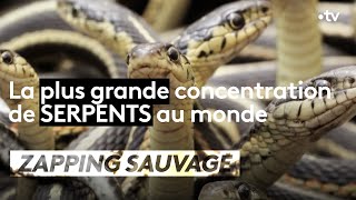 Documentaire La plus grande concentration de serpents au monde !
