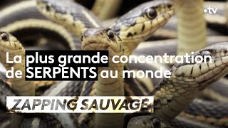 La plus grande concentration de serpents au monde !