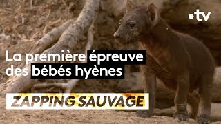Documentaire La première épreuve des bébés hyènes