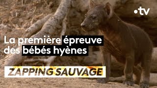 La première épreuve des bébés hyènes