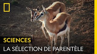Documentaire La sélection de parentèle chez les espèces vivantes